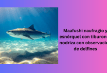 Maafushi naufragio y esnórquel con tiburones nodriza con observación de delfines | 2023