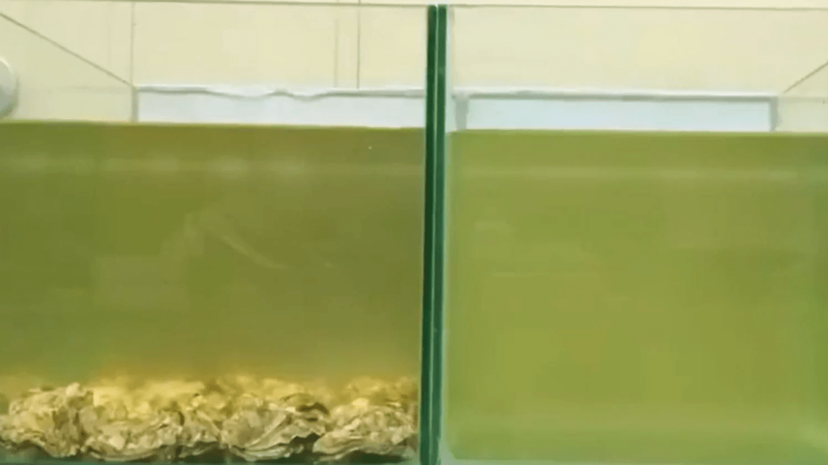 Unveiling the Viral Video Marvel: Oysters’ Magical Water-Cleaning Act