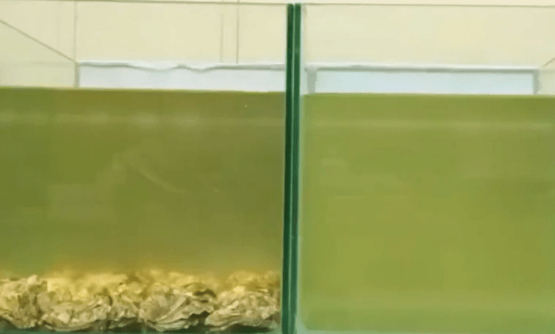 Unveiling the Viral Video Marvel: Oysters’ Magical Water-Cleaning Act